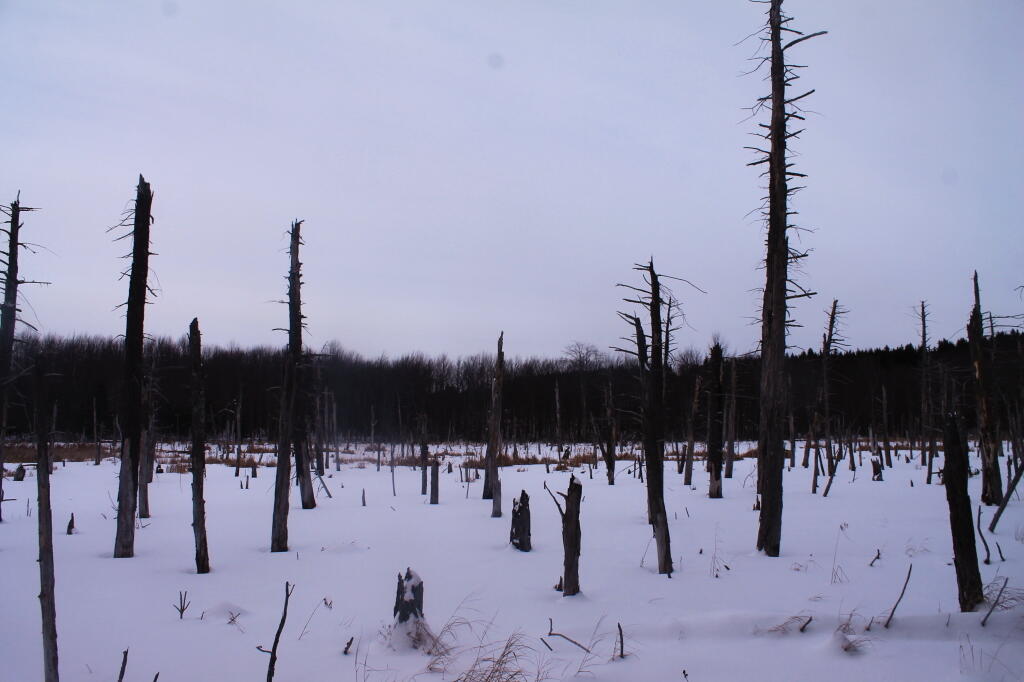 Photo: Large Remote Swamp at Partridge Run