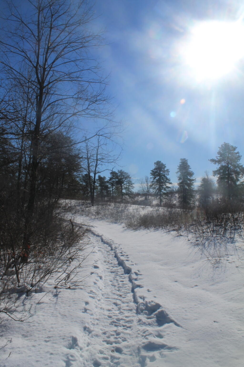 Photo: Following Snowshoe Trail Up Blueberry Hill