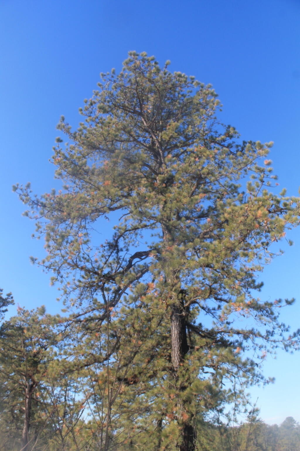 Photo: Another Pitch Pine
