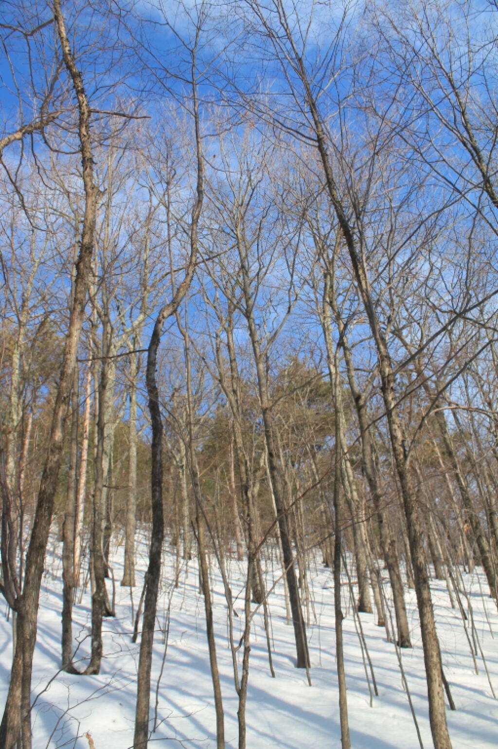 Photo: Looking Up