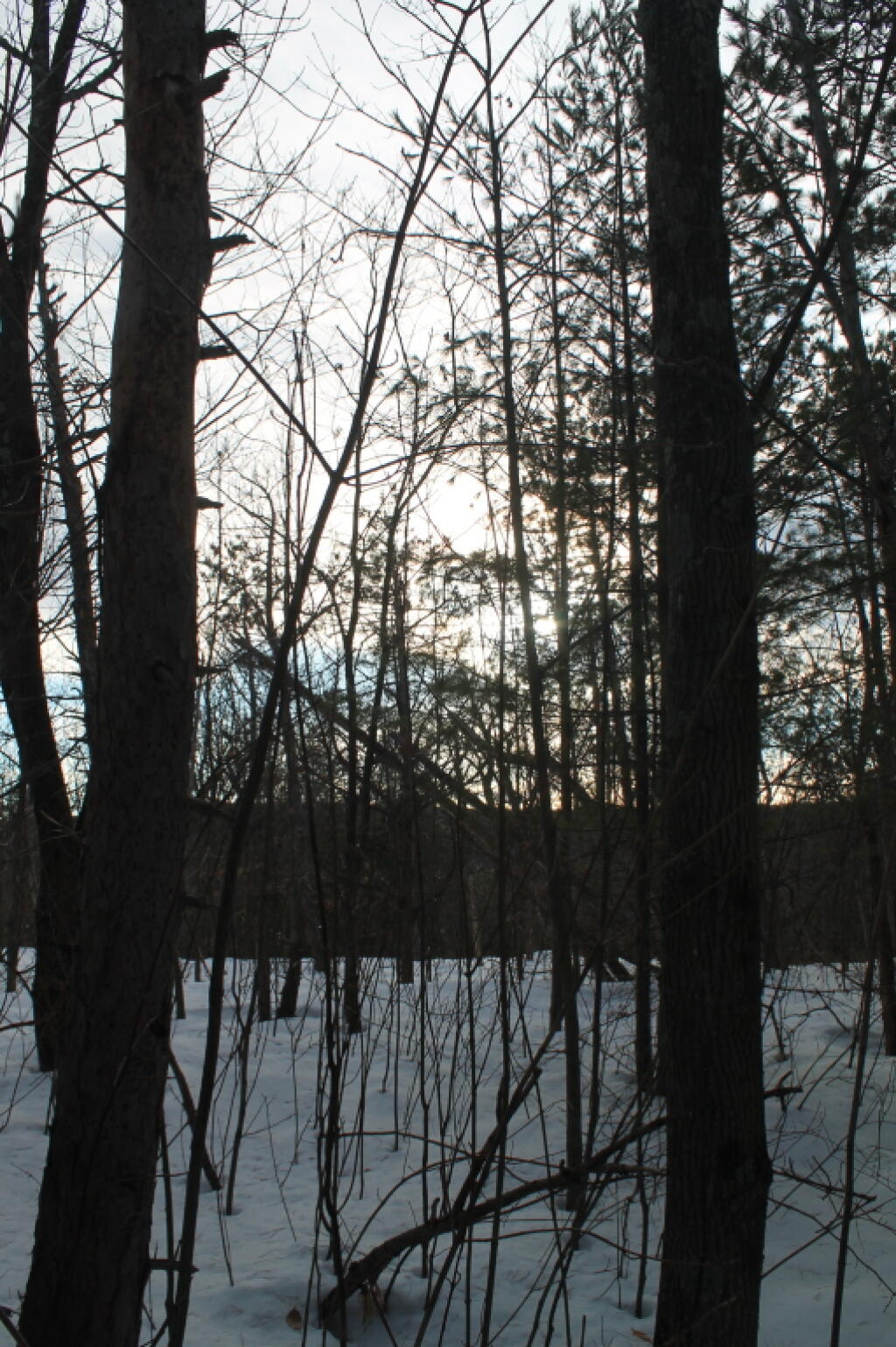 Photo: Thru the Trees
