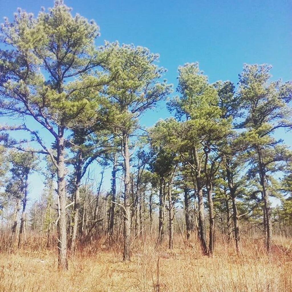 Photo: Pines