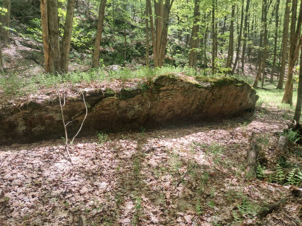 Photo: Grassy rock ledge