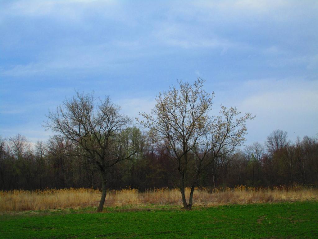 Photo: Greens of the Alfalfa