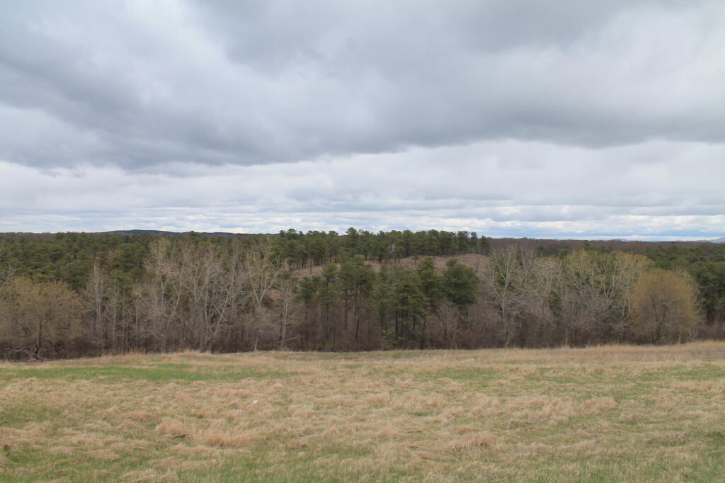 Photo: Albany Pine Bush