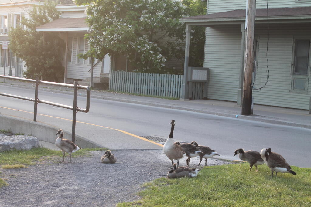Photo: Geese
