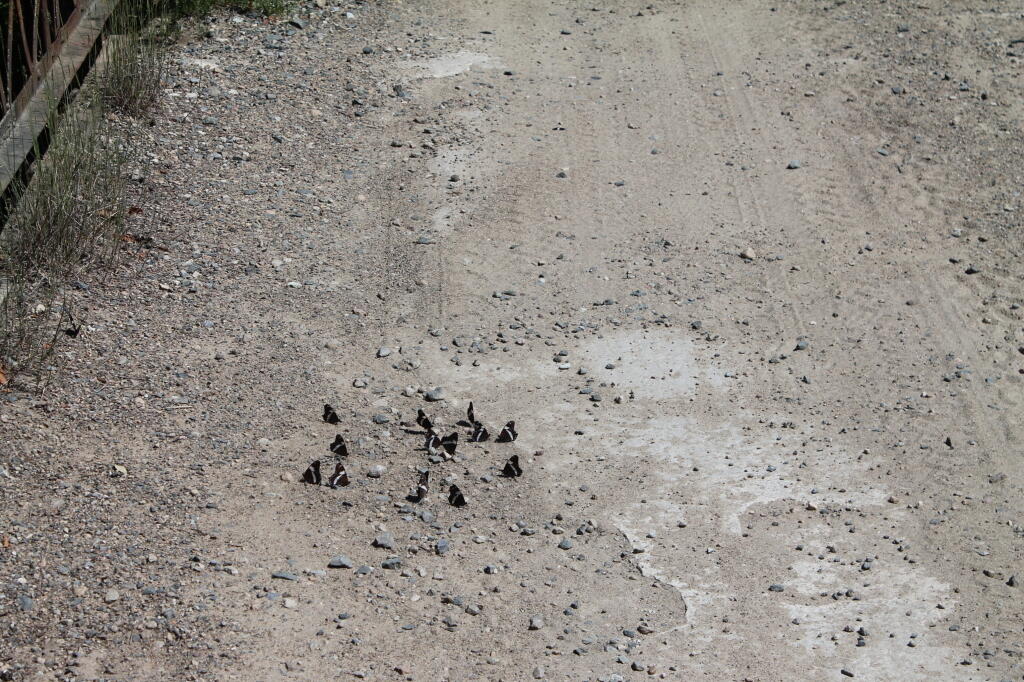 Photo: Butterflies