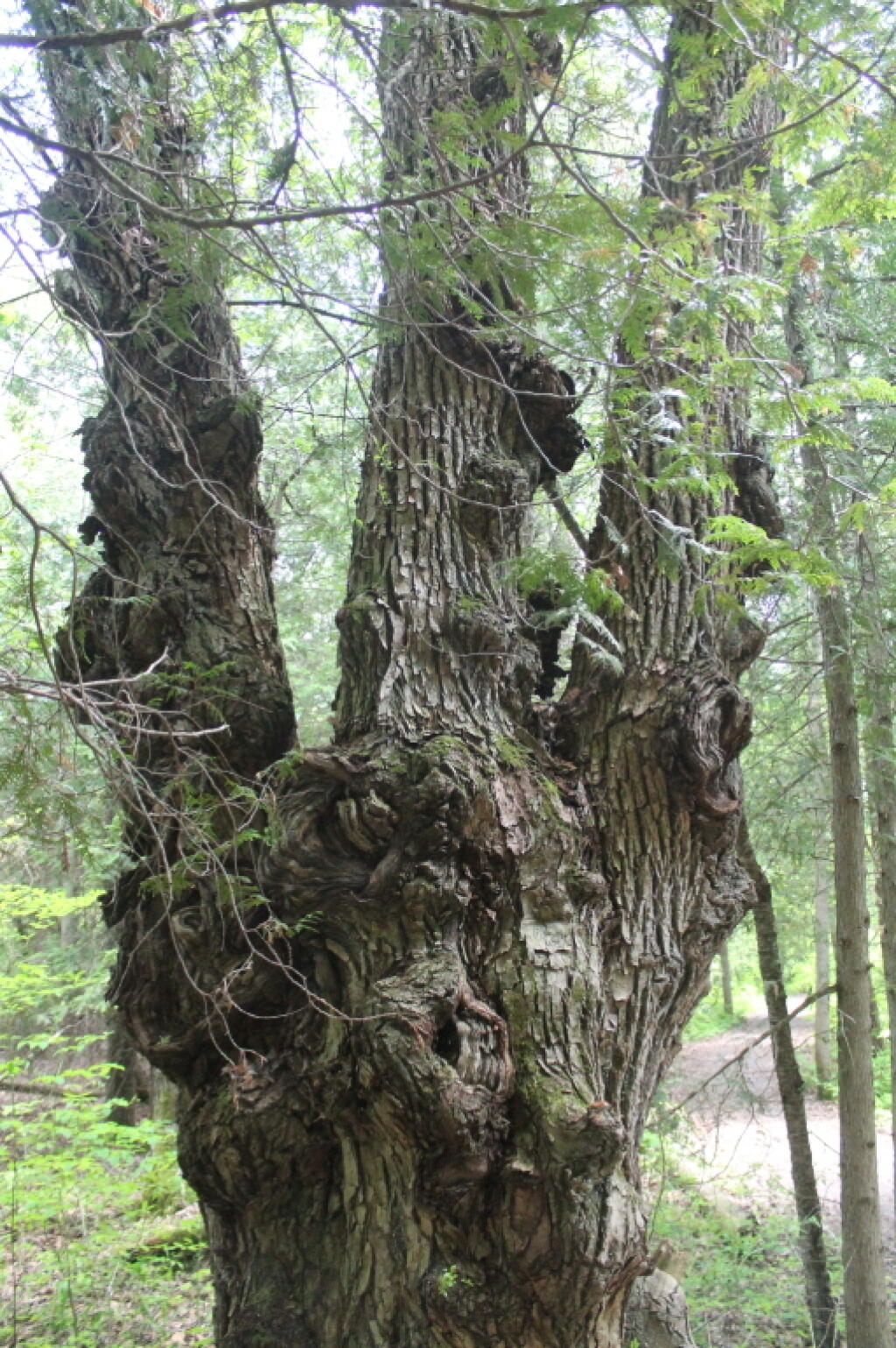 Photo: Tree with a Big Burl