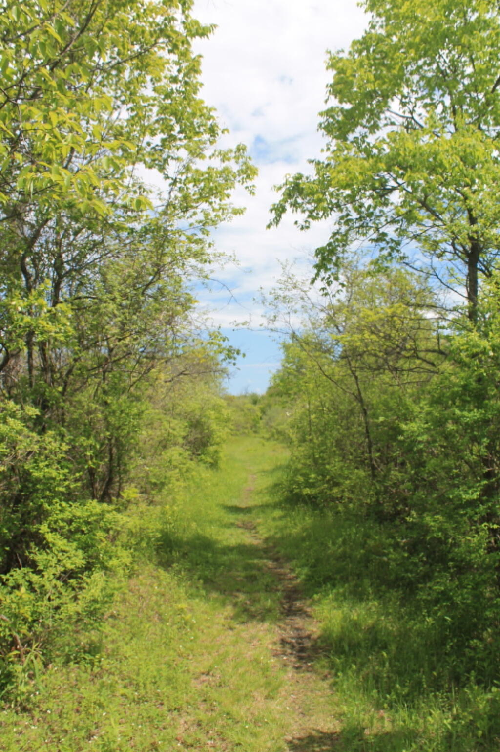 Photo: The Link Trail