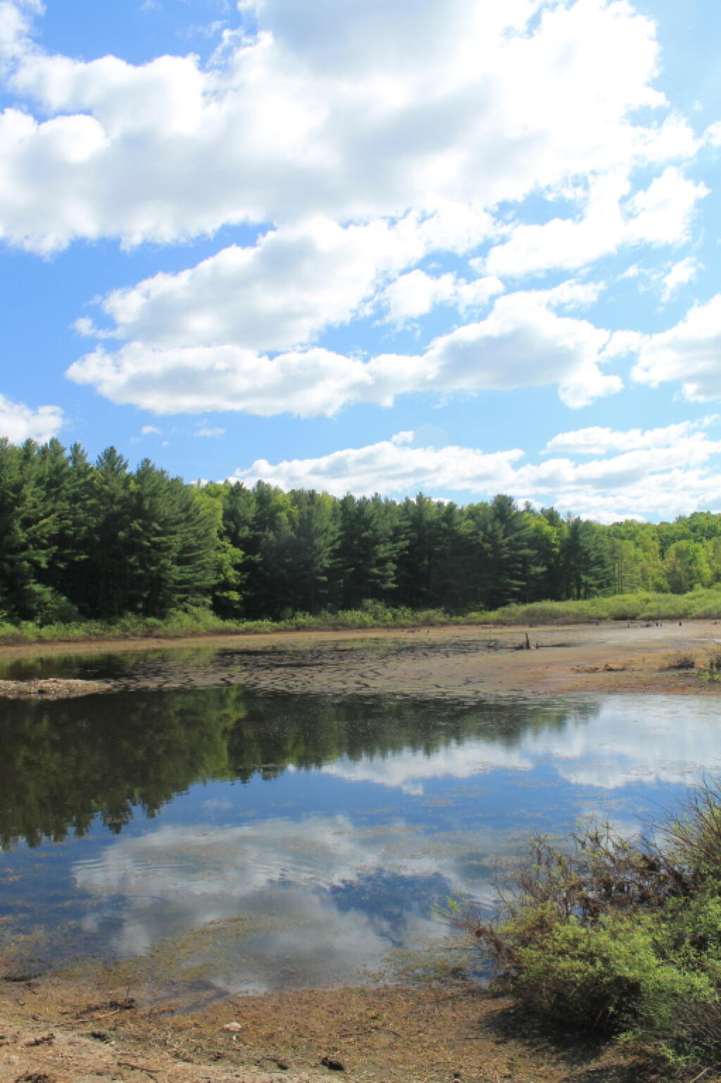 Photo: Marshy Northern End to Stoney Pond