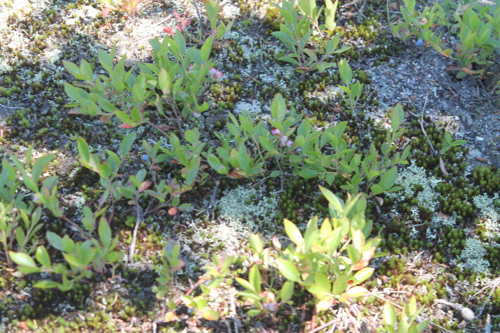Photo: Wild Blueberries Are Starting To Come Out