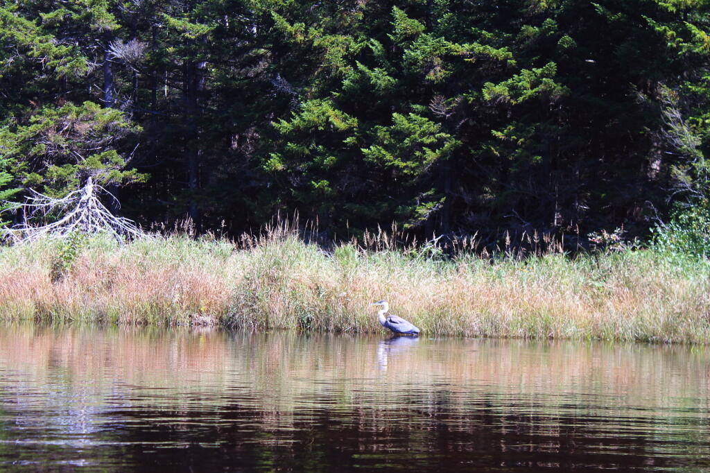Photo: Great Blue Heron