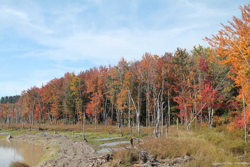 Photo: Drained Looking Glass Pond