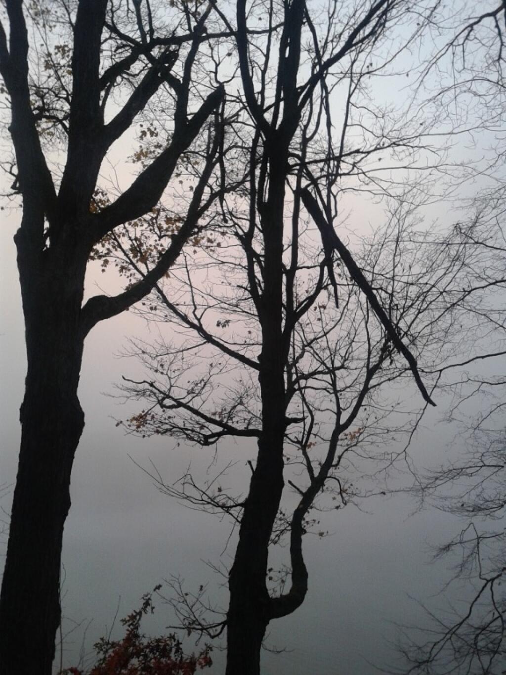 Photo: Trees on a Spooky Halloween Day