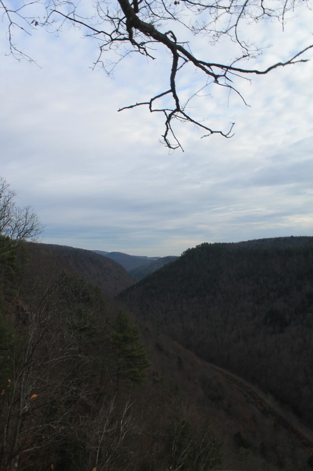 Photo: Branch Hangs Low