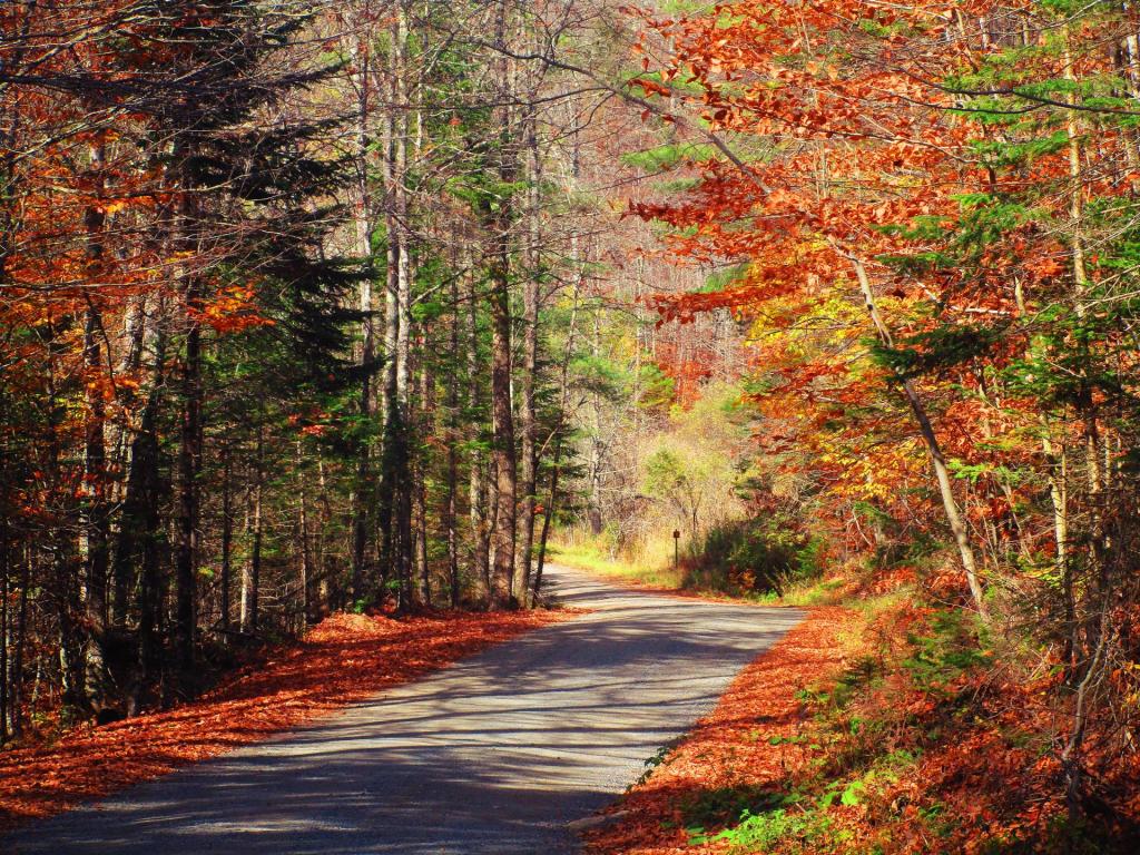 Photo: Jessup River Road