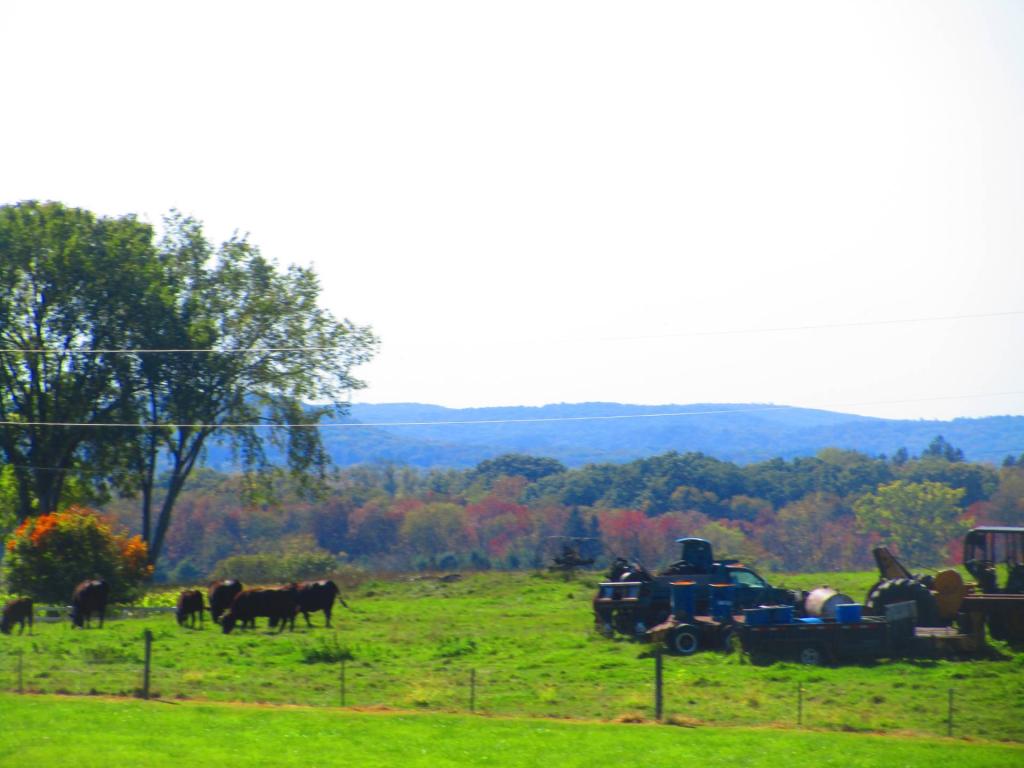 Photo: Machinary and Cows