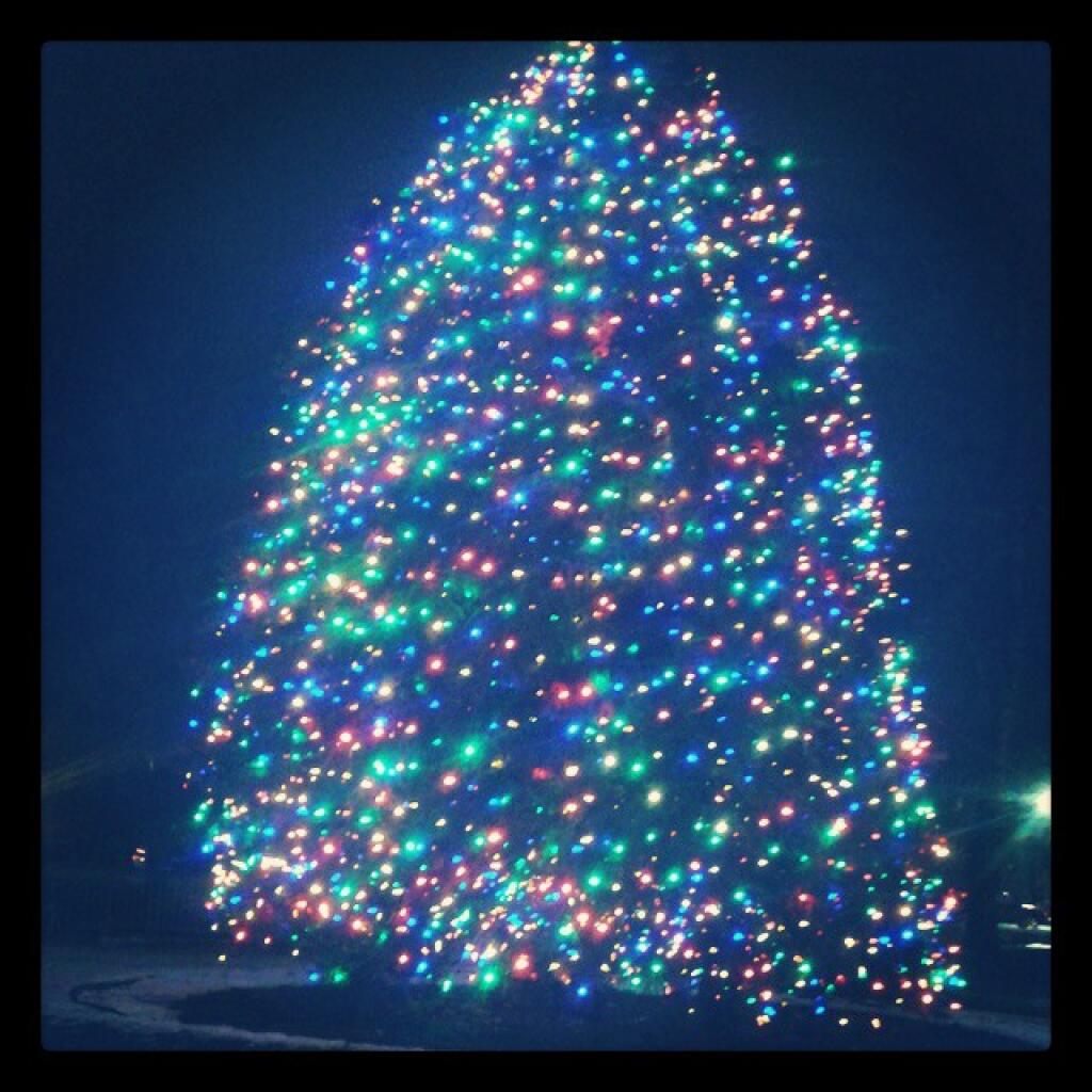 Photo: Tree In Front Of Capitol