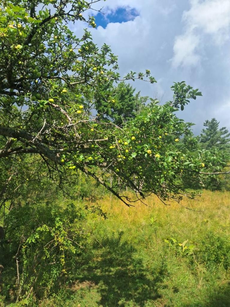 Photo: Apple Tree