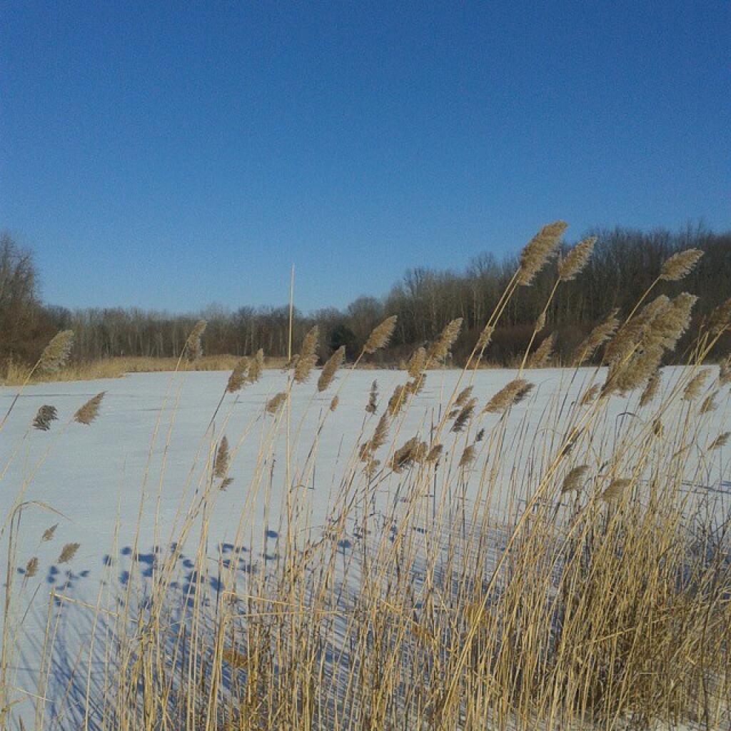 Photo: Cattails along the pond