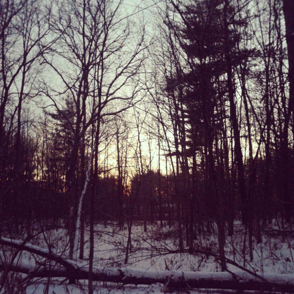 Photo: The woods