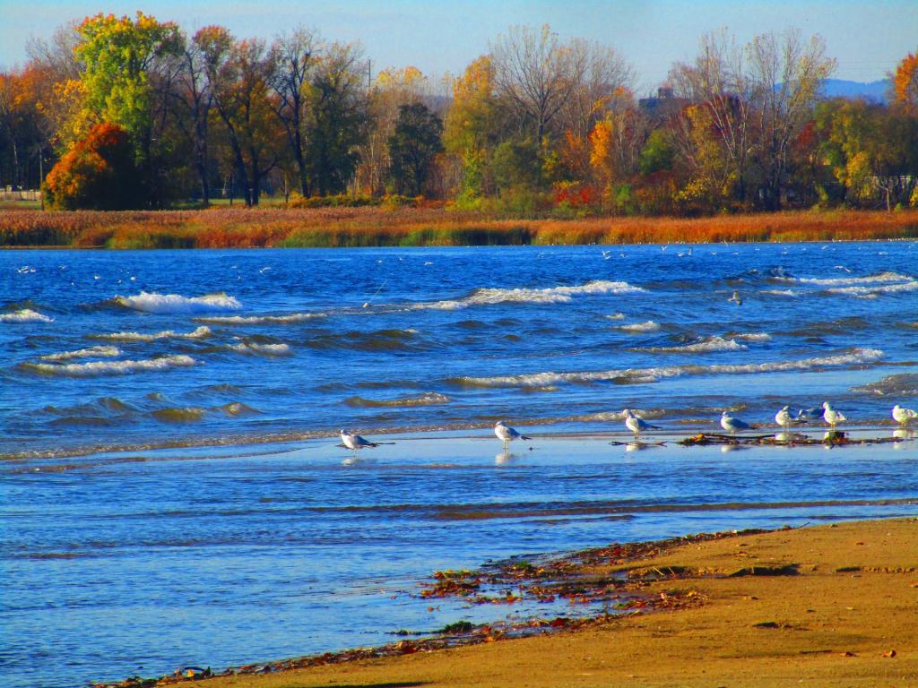 Photo: Seagulls