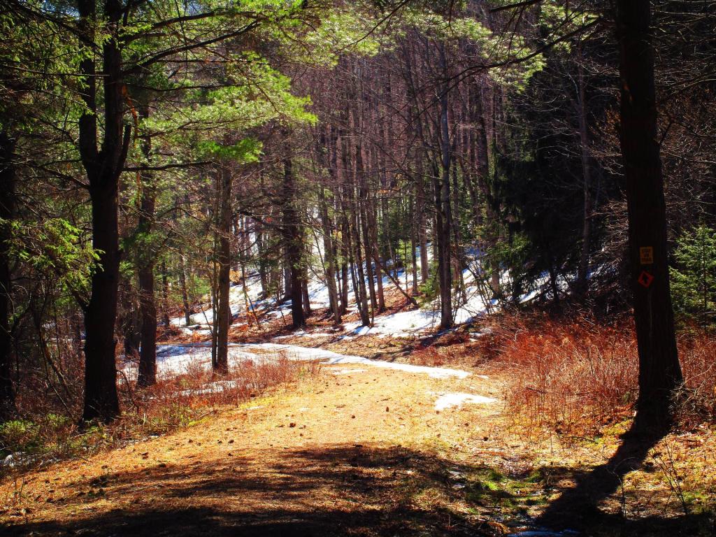 Photo: Road Past Fawn Lake