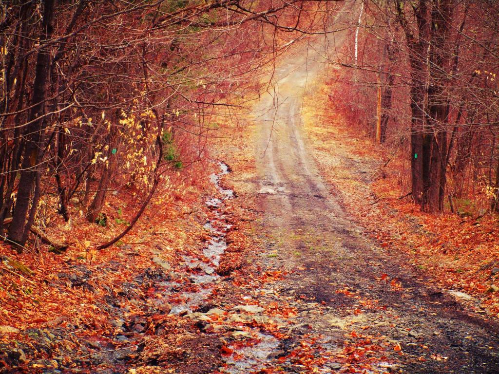 Photo: Rutted