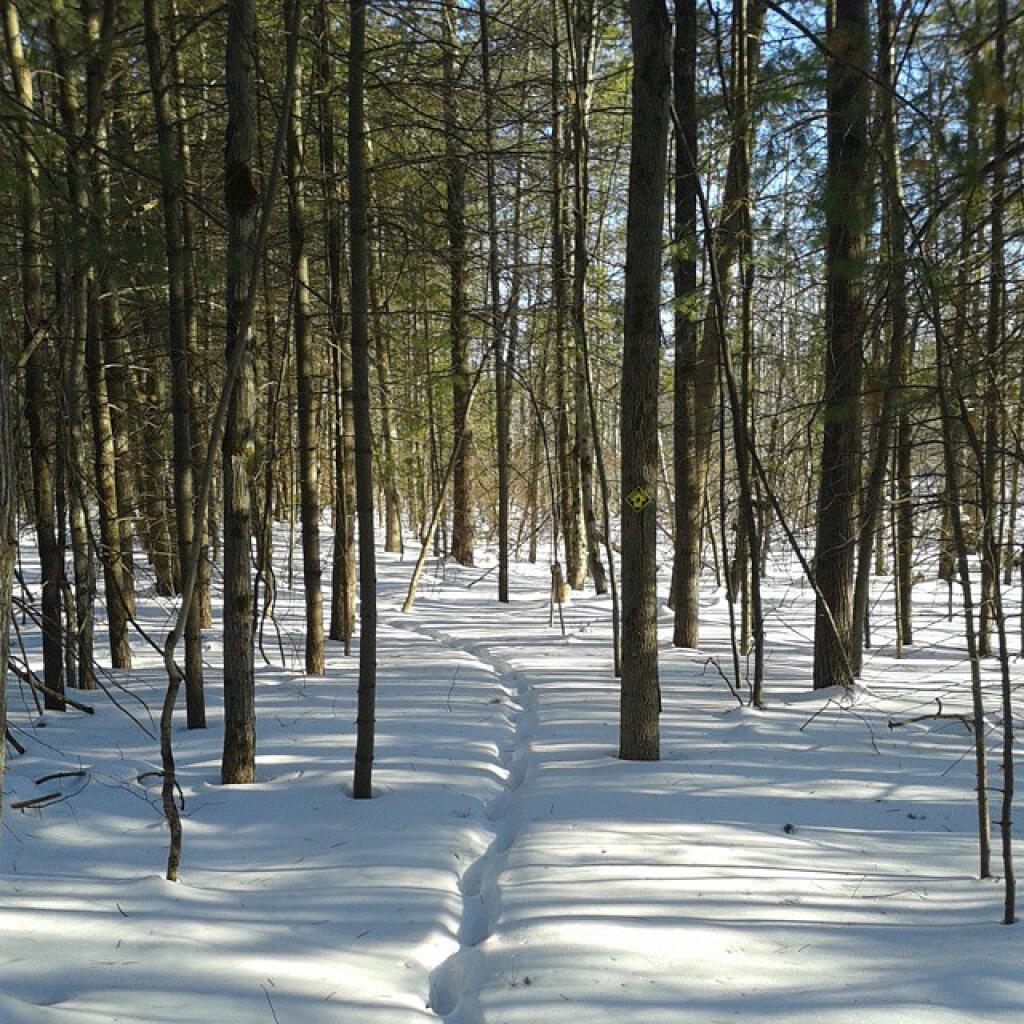 Photo: Deer have put the trail to good use Photo: Deer have put the trail to good use