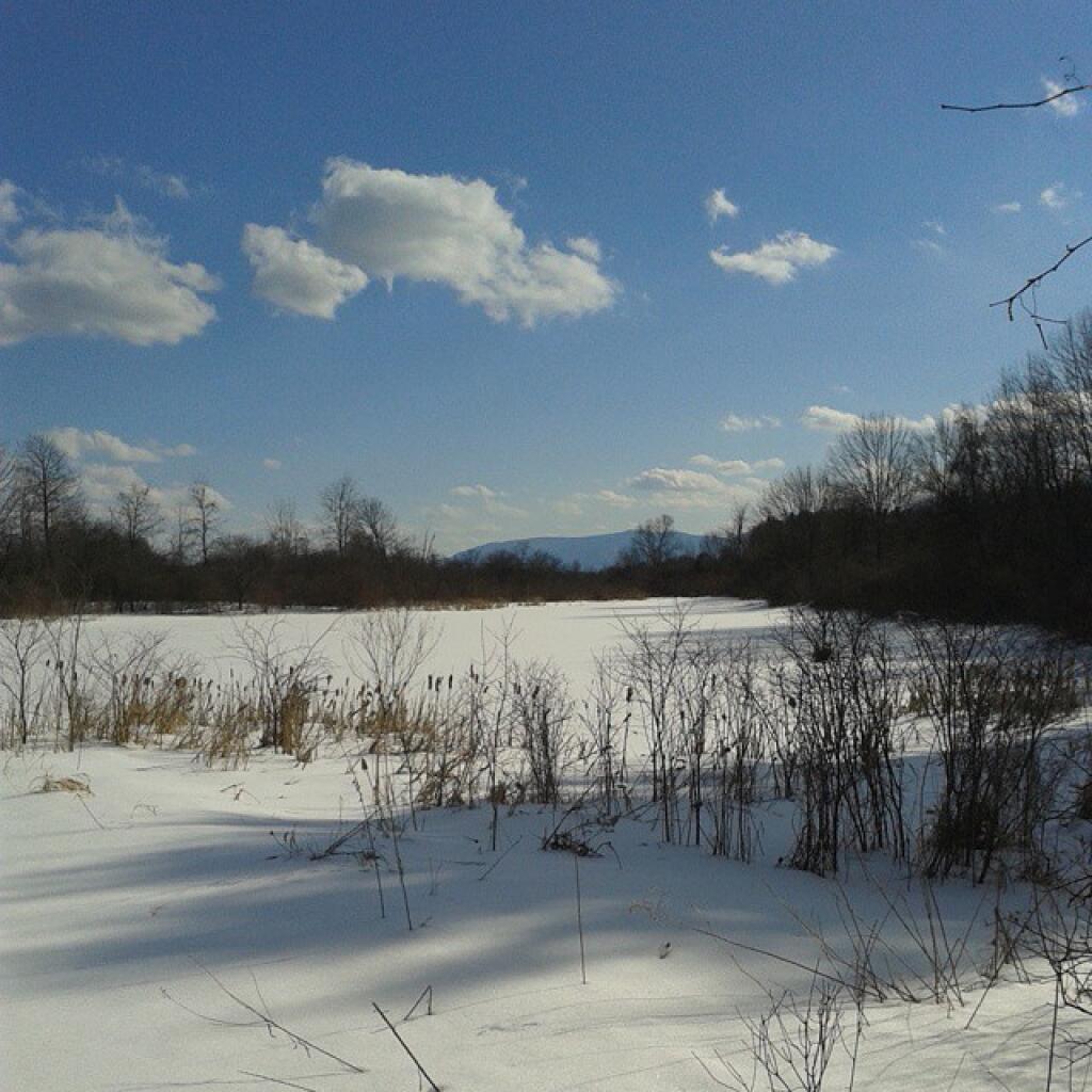 Photo: The Pond
