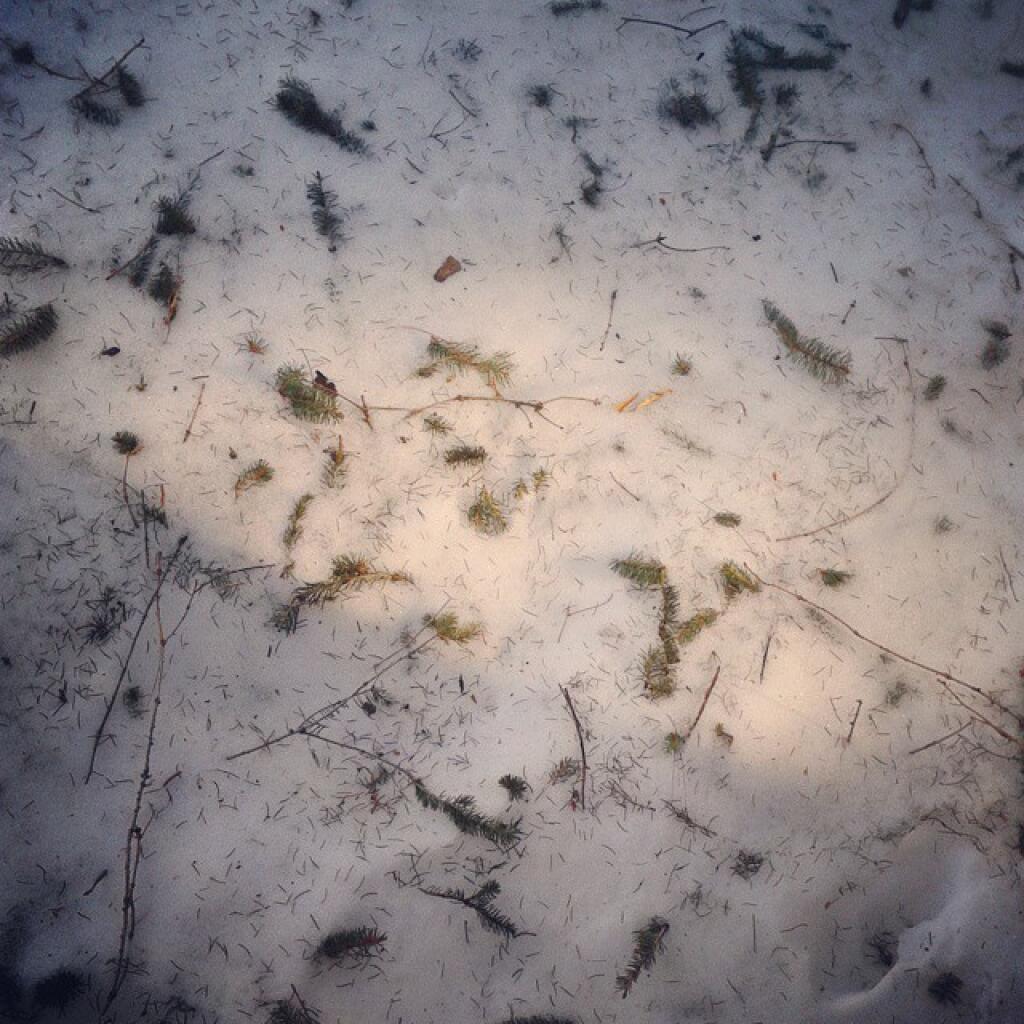 Photo: Litter