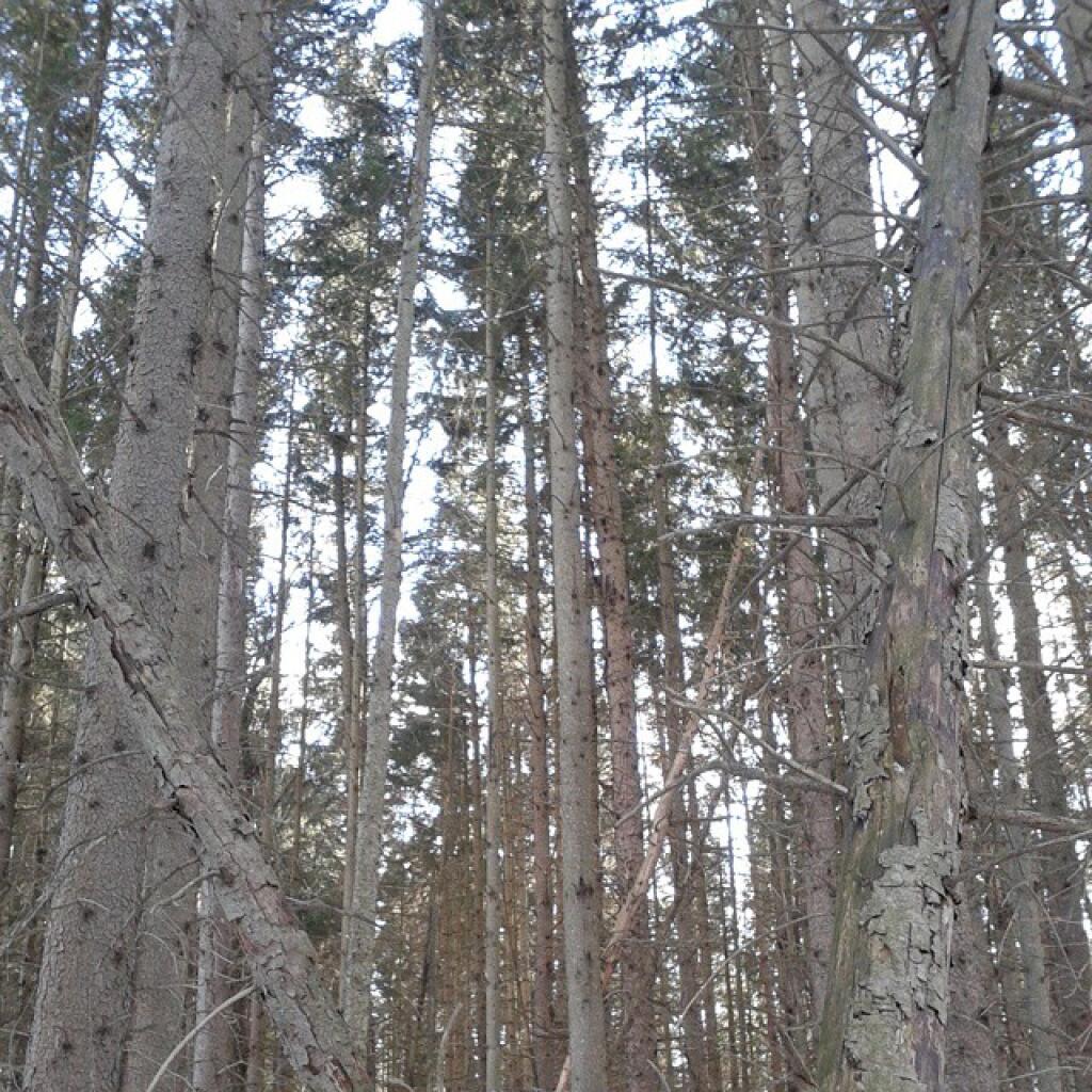 Photo: White Pine Plantation