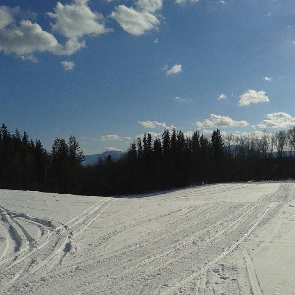 Photo: Mountains behind the trees
