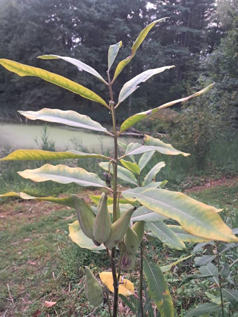 Photo: Milkweed