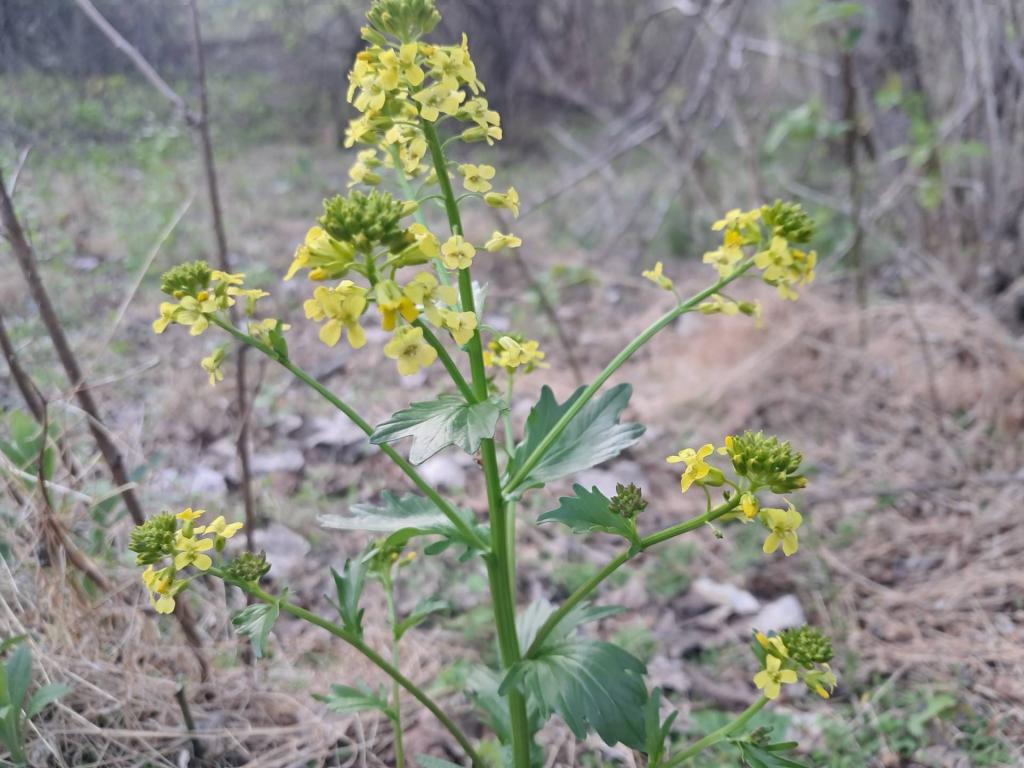 Photo: Yellow Rocket [Expires May 18 2026]