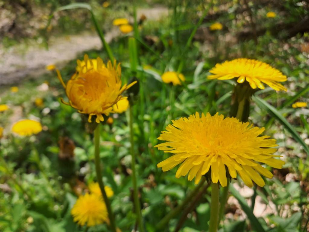 Photo: Dandelions [Expires May 31 2026]