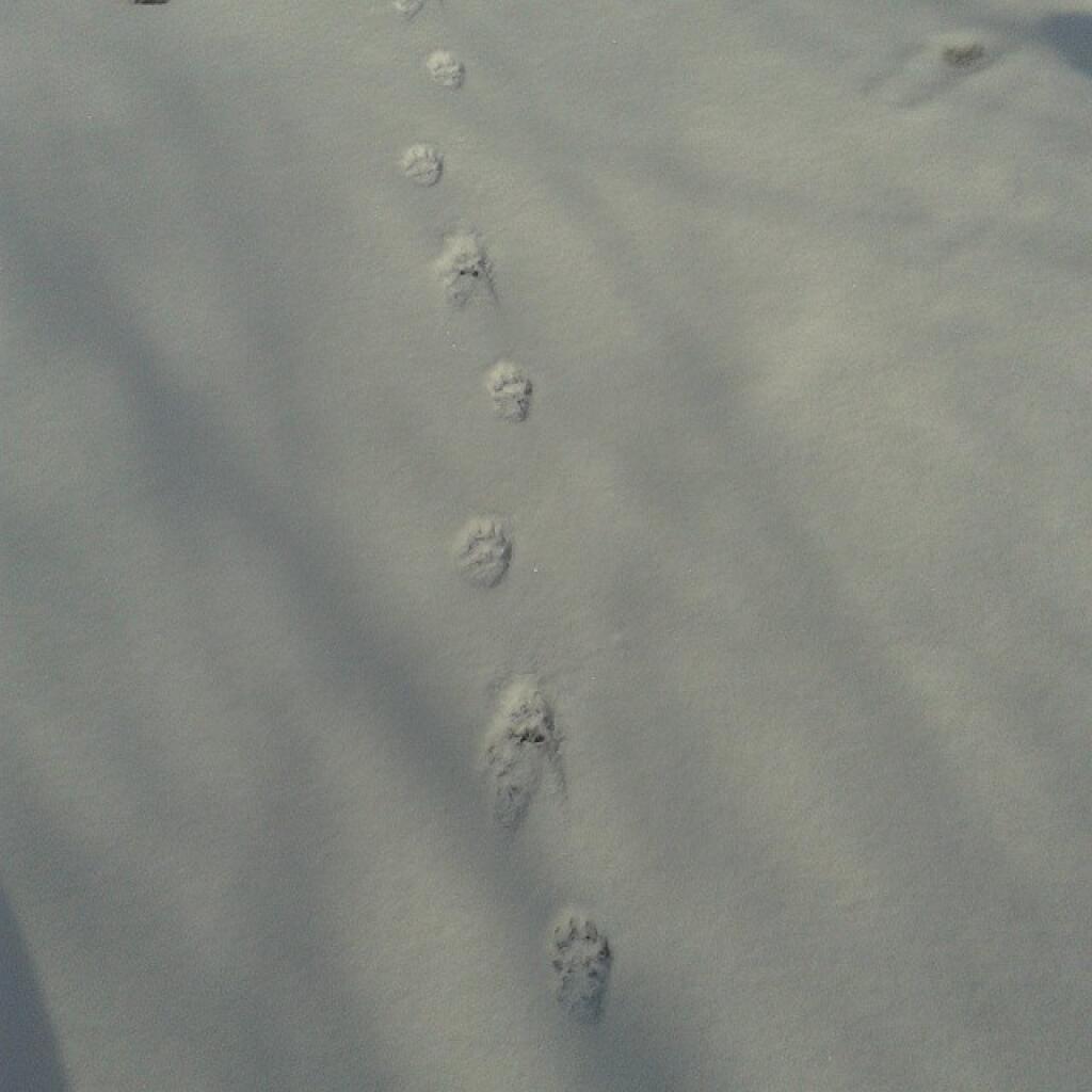 Photo: Dog prints