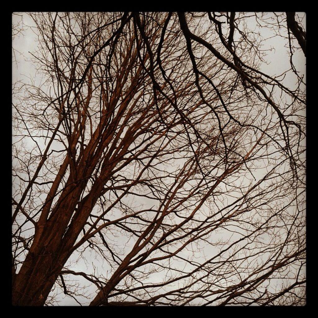 Photo: Trees
