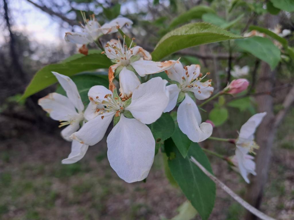 Photo: Crabapple [Expires May 18 2026]