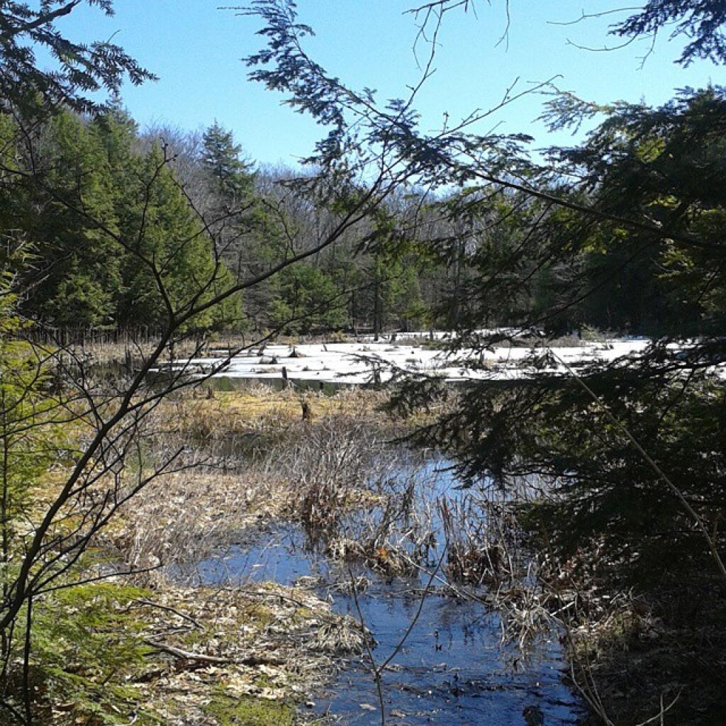 Photo: It starts here.  #wetland