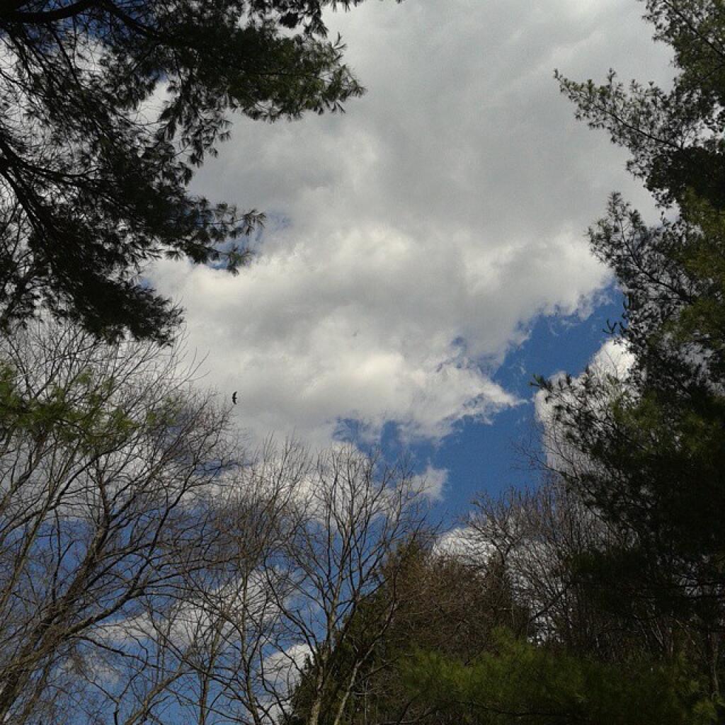 Photo: Hawk circles overhead