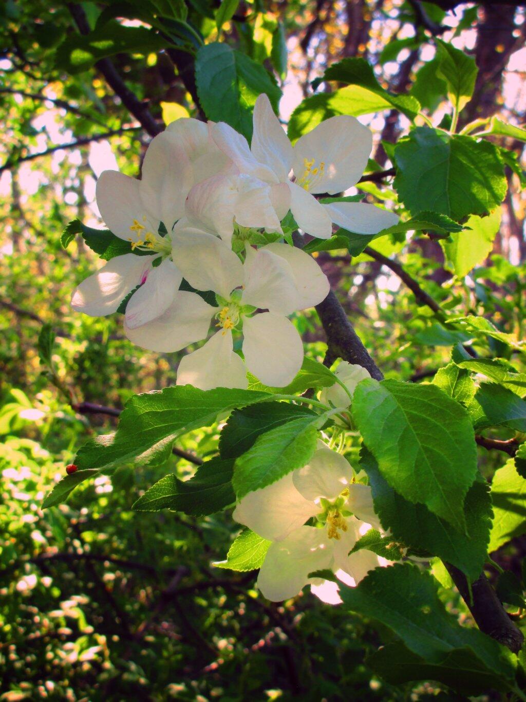 Photo: Apple Blossum