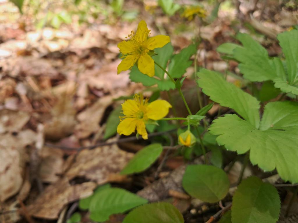 Photo: Barren Strawberry [Expires May 31 2026]