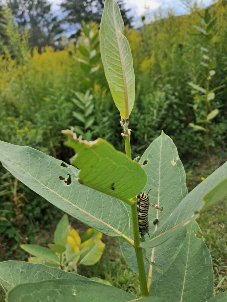 Photo: Monarch Catepillar