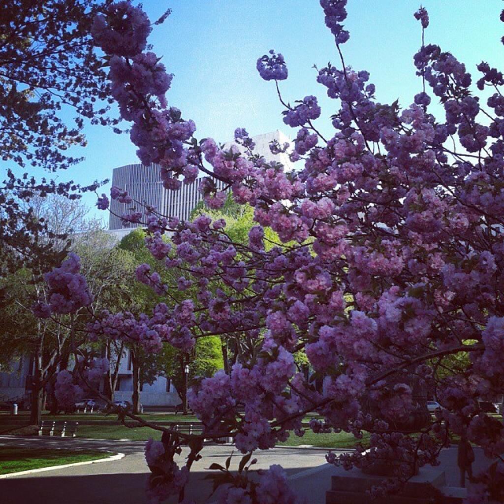 Photo: Dogwood