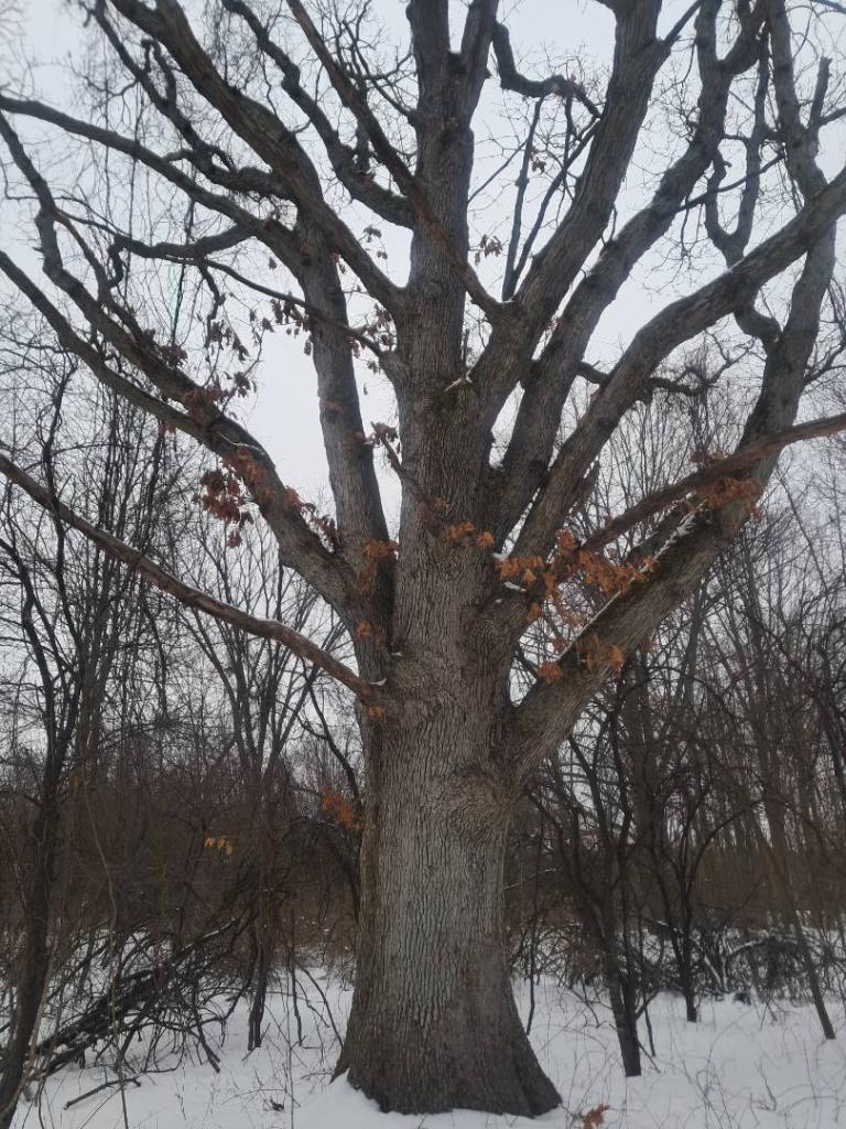 Photo: Giant Oak