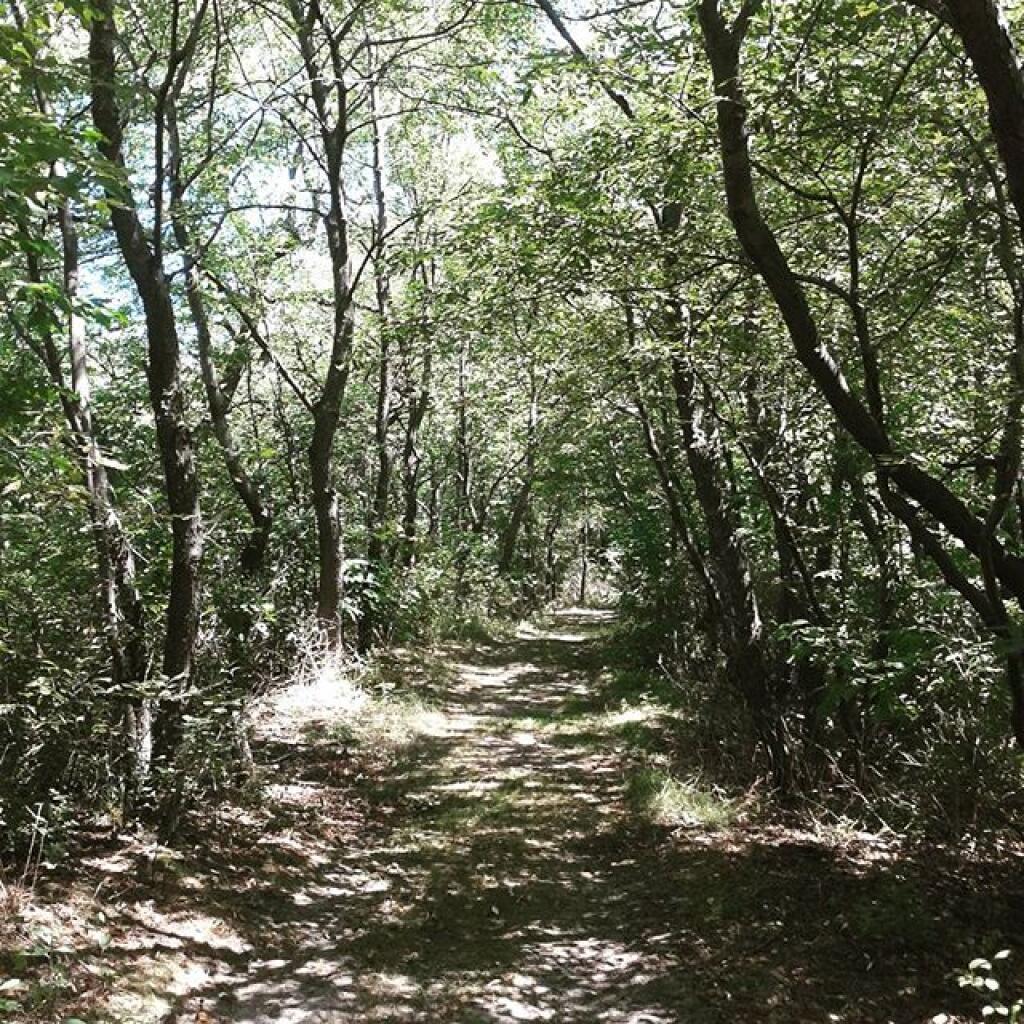 Photo: A walk in the woods