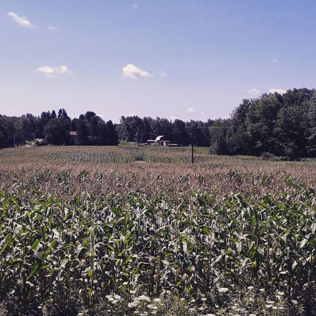 Photo: Cornfield