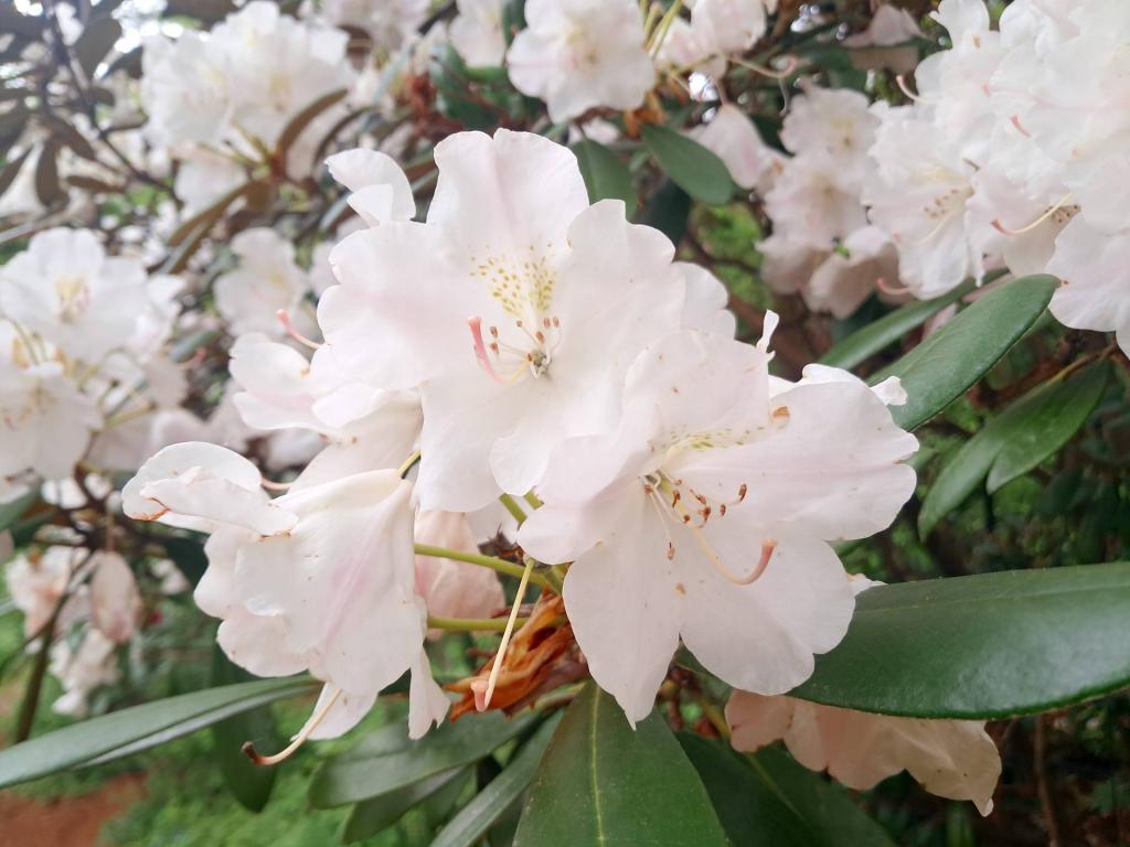 Photo: White [Expires June 6 2026]