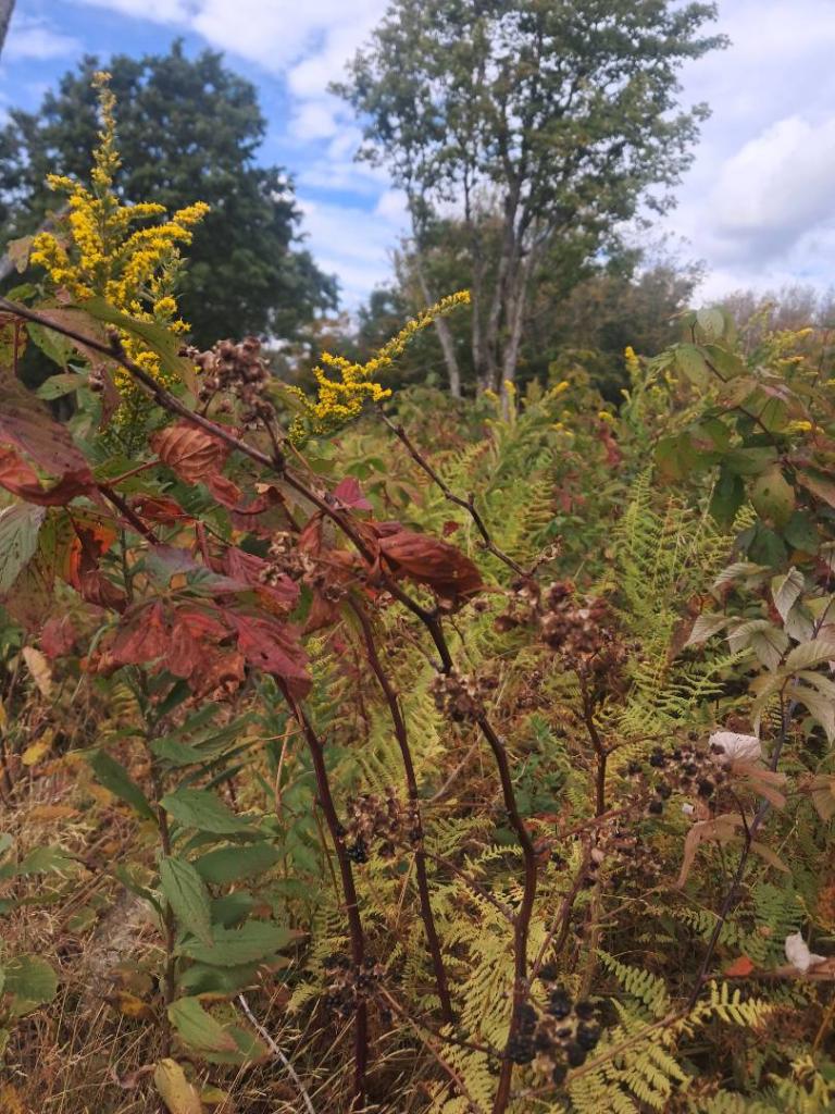 Photo: Reds and Yellows